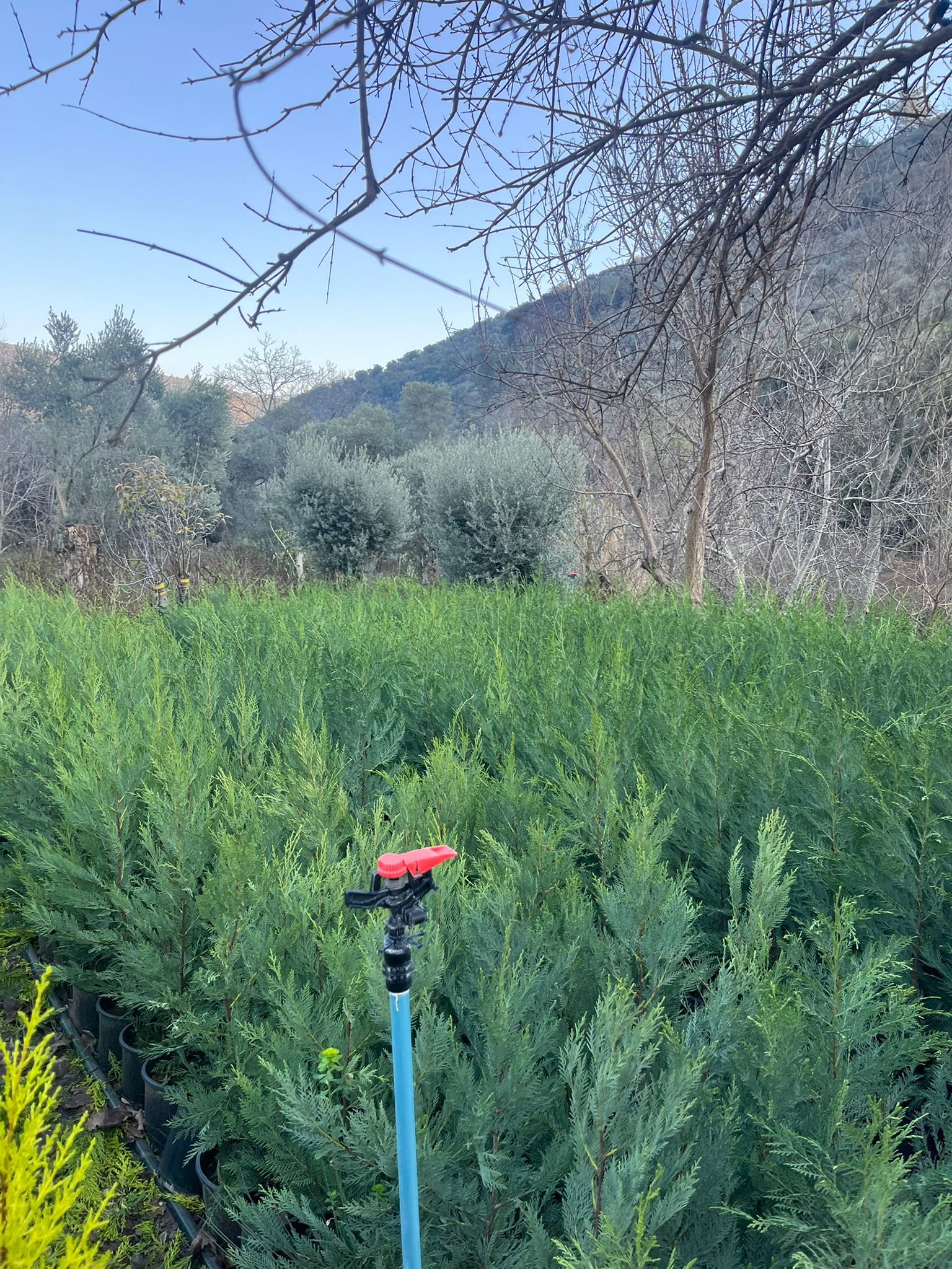 Almina Çiçekçilik 